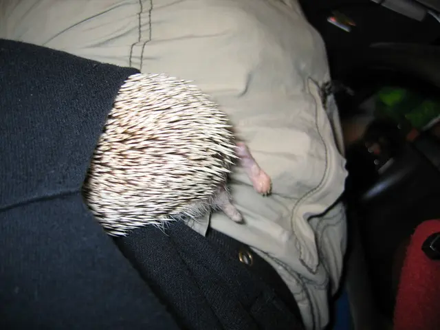 "Indian expat residing in Dubai victorious in gaining a million dollars; shares intentions for...